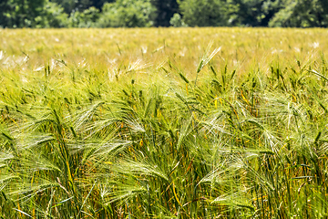 Image showing grain field closeup