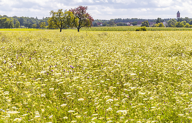 Image showing rural scenery in Hohenlohe