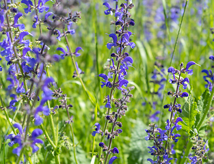 Image showing meadow clary flowers