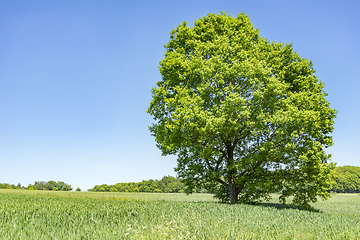 Image showing rural springtime scenery