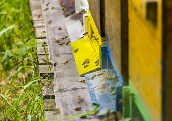 Image showing Beehive and bees