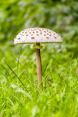 Image showing parasol mushroom closeup