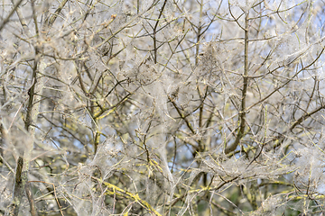 Image showing ermine moth web