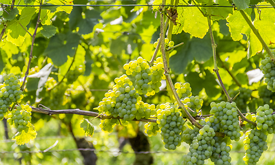 Image showing white grapes closeup