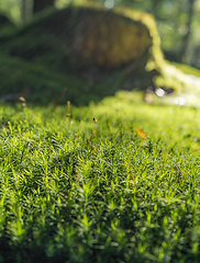 Image showing sunny forest scenery