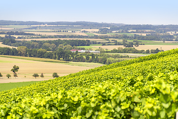 Image showing winegrowing scenery in Hohenlohe