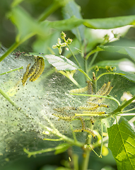 Image showing ermine moth caterpillars and web