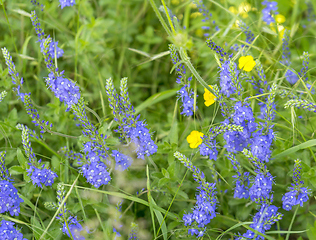Image showing wild flowers closeup