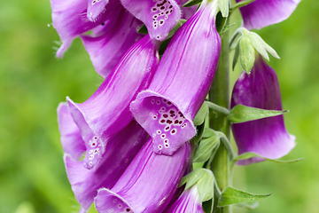 Image showing common foxglove flowers