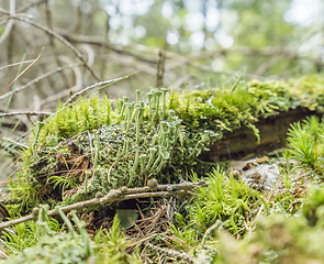 Image showing ground cover vegetation