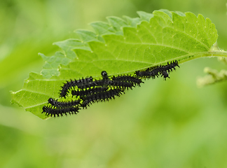 Image showing european peacock caterpillars