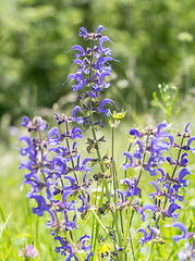 Image showing meadow clary flowers