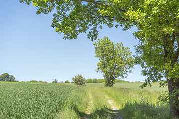 Image showing rural springtime scenery