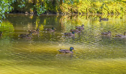 Image showing Wild ducks swimming in a pond