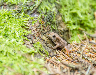 Image showing small common toad