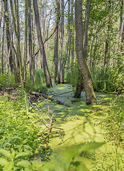 Image showing sunny wetland scenery