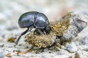 Image showing dung beetle closeup