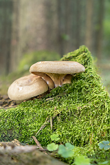 Image showing two mushrooms