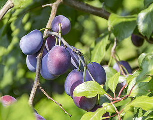 Image showing twig with plums