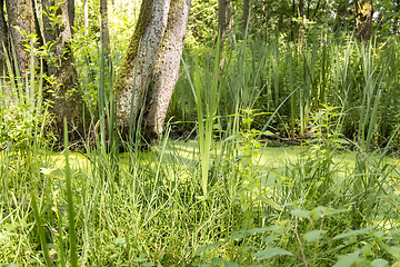 Image showing sunny wetland scenery