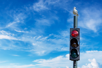 Image showing Seagull on the top of traffic light. Lofoten is an archipelago i