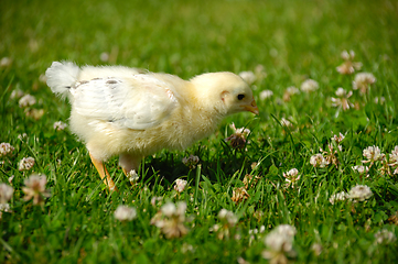 Image showing Baby chick on green grass