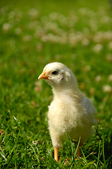 Image showing Baby chick on green grass