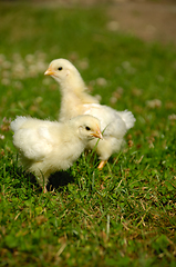 Image showing Two baby chicks on green grass