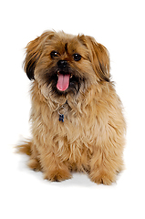 Image showing Happy Shih Tzu dog 