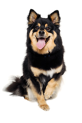 Image showing Happy Finnish Lapphund dog sitting on a white background