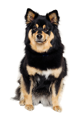 Image showing Calm Finnish Lapphund dog sitting on a white background