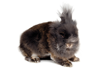 Image showing Rabbit isolated on white background