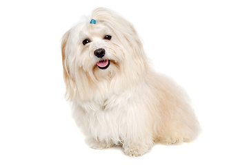 Image showing Happe Coton De Tulear dog sitting on a clean white background