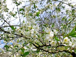 Image showing Cherry tree with white flowers blossoming in springtime