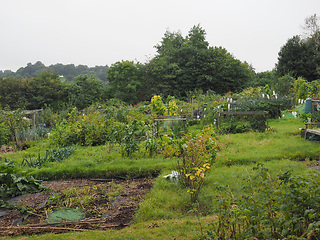 Image showing Allotment garden (community garden)