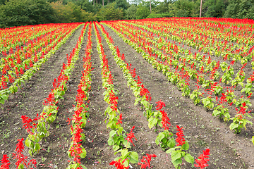 Image showing Red salvia field