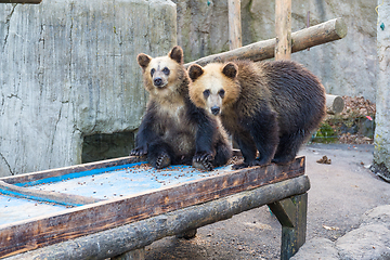 Image showing Little Bear in zoo