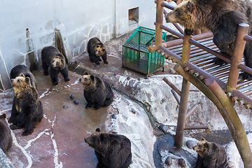 Image showing Group of Bear in zoo