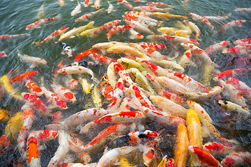 Image showing Koi fish swimming in the pond