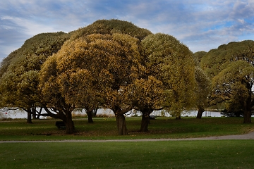 Image showing autumn trees in a city park