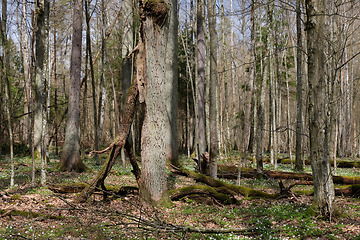 Image showing Deciduous tree stand with hornbeams and oaks