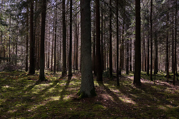 Image showing Springtime coniferous forest tree stan in sun