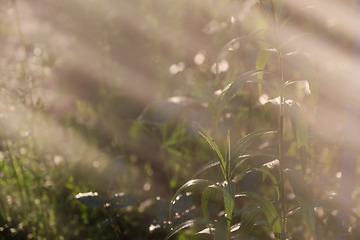 Image showing Plants in sun behind fuzzy water mist