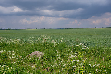 Image showing Fresh green field of juvenille grain and cloudy sky