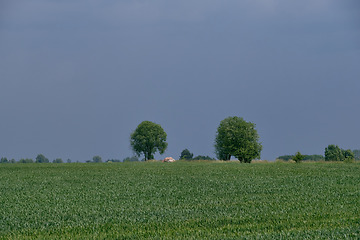 Image showing Fresh green field of juvenille grain and tree