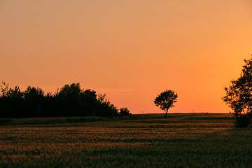Image showing Late spring sunset with cereal field in foreground