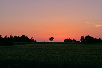 Image showing Late spring sunset with cereal field in foreground