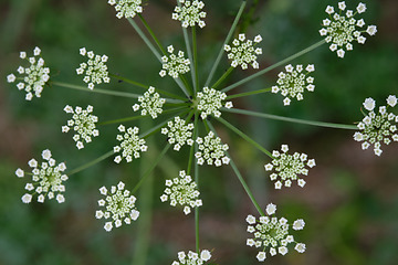 Image showing Flowering Cow Parsley(Anthriscus sylvestris) top view