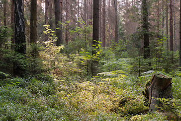 Image showing Coniferous stand of Bialowieza Forest in sunrise