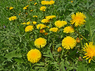 Image showing Dandelion flowering on meadow